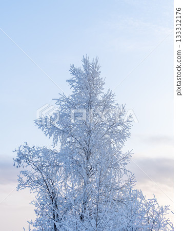 Tree branches in winter covered with snow and frost in snowfall on blue sky background. Frozen tree branches. 133312176