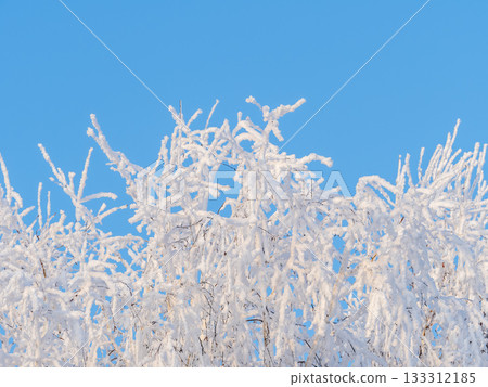 Tree branches in winter covered with snow and frost in snowfall on blue sky background. Frozen tree branches. 133312185