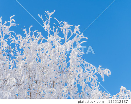 Tree branches in winter covered with snow and frost in snowfall on blue sky background. Frozen tree branches. 133312187