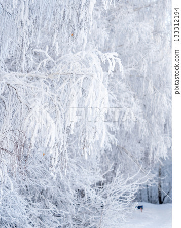 Tree branches in winter covered with snow and frost in snowfall. Frozen tree branches. 133312194