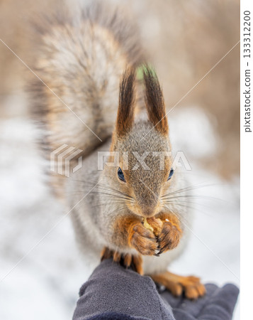 Squirrel eats nuts from a man's hand. Caring for animals in winter or autumn. Squirrel eats nuts from a man's hand. Caring for animals in winter or autumn. 133312200