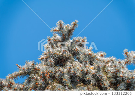 Green spruce branches with needles and cones against a blue sky in winter. Many cones on spruce. Fir tree. Green spruce branches with needles and cones against a blue sky in winter. Many cones on spruce. Fir tree. 133312205