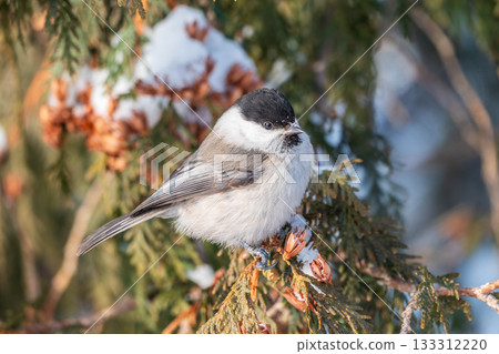 Cute bird the willow tit, song bird sitting on the fir branch with snow in winter Cute bird the willow tit, song bird sitting on the fir branch with snow in winter 133312220