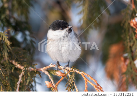 Cute bird the willow tit, song bird sitting on the fir branch with snow in winter 133312221