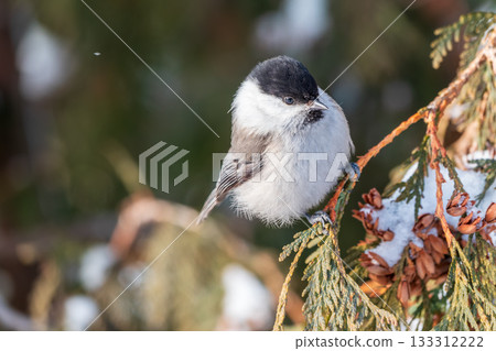 Cute bird the willow tit, song bird sitting on the fir branch with snow in winter Cute bird the willow tit, song bird sitting on the fir branch with snow in winter 133312222
