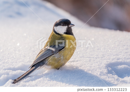Cute bird Great tit, songbird sitting on a branch with snow in the autumn or winter. 133312223