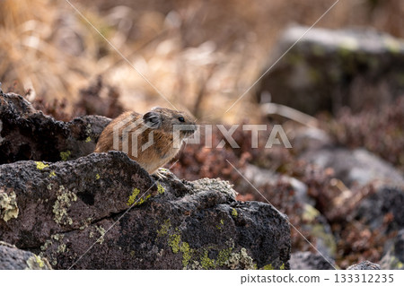 秋天，一隻鼠兔懶洋洋地趴在岩石上。 133312235