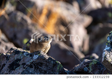 Early morning pika relaxing on a rock in autumn 133312239