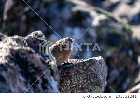 清晨，一隻鼠兔懶洋洋地趴在岩石上。 133312241