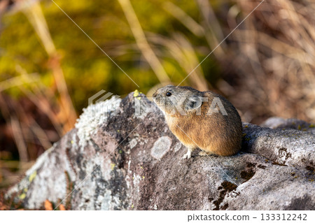 A pika relaxing on a rock in autumn A pika relaxing on a rock in autumn 133312242