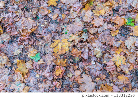 Orange and yellow fallen leaves in the sunlight. 133312256