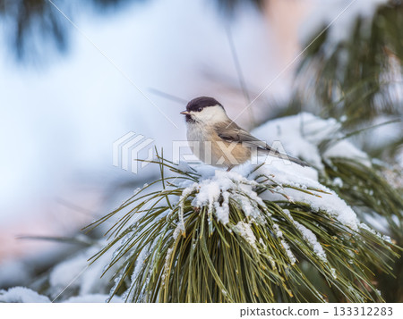 Cute bird the willow tit, song bird sitting on the fir branch with snow in winter 133312283