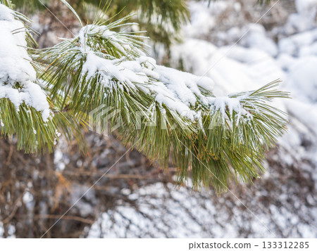 Cedar branches with long fluffy needles in winter covered with snow 133312285