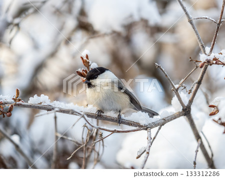 Cute bird the willow tit, song bird sitting on a branch without leaves in the winter. Cute bird the willow tit, song bird sitting on a branch without leaves in the winter. 133312286