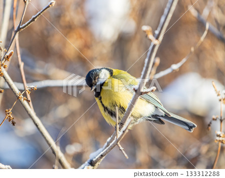 Cute bird Great tit, songbird sitting on the nice branch with beautiful autumn background Cute bird Great tit, songbird sitting on the nice branch with beautiful autumn background 133312288