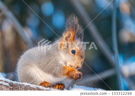 The squirrel with nut sits on tree in the winter or late autumn The squirrel with nut sits on tree in the winter or late autumn 133312298