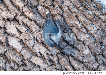 Eurasian nuthatch or wood nuthatch, lat. Sitta europaea, sitting on a tree trunk with a blurred background. Eurasian nuthatch or wood nuthatch, lat. Sitta europaea, sitting on a tree trunk with a blurred background. 133312299