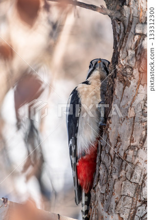 Little woodpecker sits on a tree trunk with snow in winter. The great spotted woodpecker, Dendrocopos major 133312300