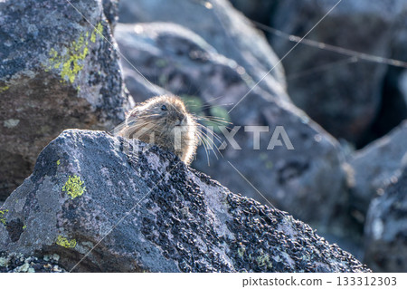 A baby pika basking in the morning sun on a rock 133312303