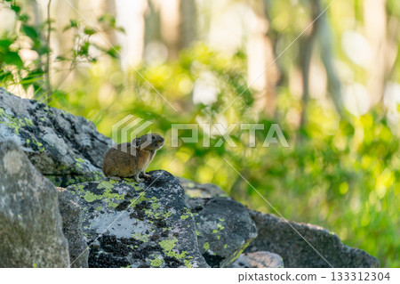 A pika relaxing on a rock in the morning sun 133312304