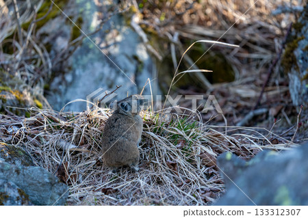 A Hokkaido pika feeding on a scree field early in the morning 133312307