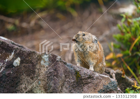 A pika in autumn sitting on a rock with dead leaves in its mouth 133312308