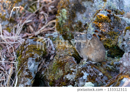 A pika resting on a rock in the morning sun in autumn A pika resting on a rock in the morning sun in autumn 133312311