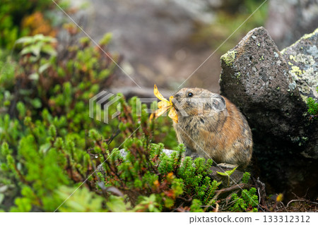 Pika eating dead leaves on a rock in autumn 133312312
