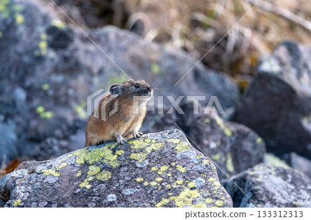 A pika relaxing on a rock in autumn 133312313