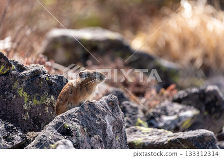 A pika relaxing on a rock in autumn 133312314