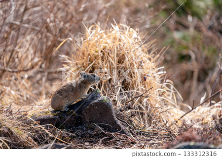 A pika relaxing on a rock in autumn 133312316
