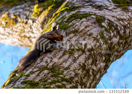 A Hokkaido squirrel climbing a tree with a dead leaf in its mouth A Hokkaido squirrel climbing a tree with a dead leaf in its mouth 133312589