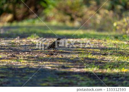 A brown thrush feeding on the ground early in the morning A brown thrush feeding on the ground early in the morning 133312593