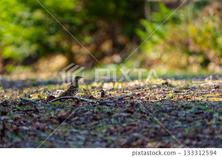 A brown thrush feeding on the ground early in the morning 133312594