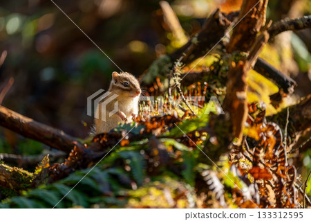 Ezo chipmunk standing on a fallen tree Ezo chipmunk standing on a fallen tree 133312595