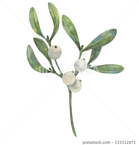 Hand drawn Christmas vibe mistletoe illustration shows green leaves and white berries in watercolor style with natural palette for cards decor packaging textile print art element use winter seasonal 133312872