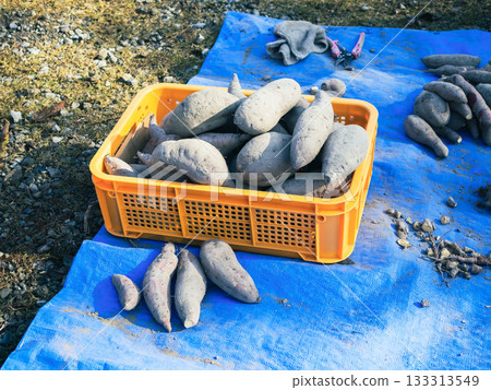 Freshly dug sweet potatoes placed on a blue tarp Agriculture Freshly dug sweet potatoes placed on a blue tarp Agriculture 133313549