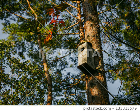 A wooden birdhouse placed on a tree in a quiet forest A wooden birdhouse placed on a tree in a quiet forest 133313579