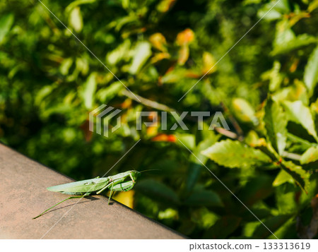 Praying mantis basking in the sunlight Insect Praying mantis basking in the sunlight Insect 133313619