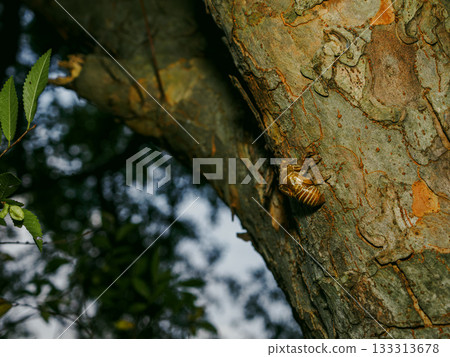 巨蟬的蟬蛻 133313678