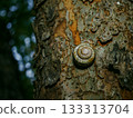 Snail perching on a tree 133313704