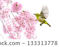 Weeping cherry blossoms on a white background 133313778