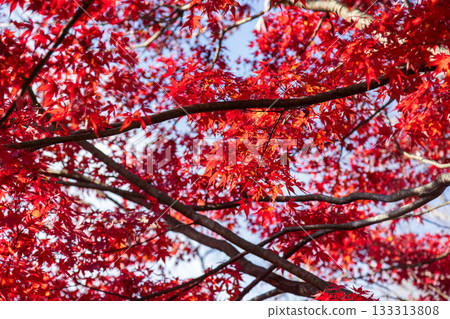 Bright red autumn leaves 133313808