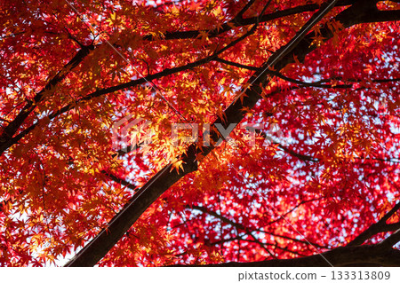 鮮紅的秋葉 鮮紅的秋葉 133313809