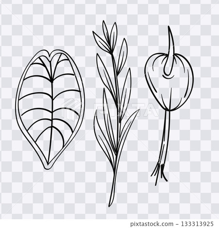 Line drawing of a plant with elongated leaves and bulbous root illustration 133313925