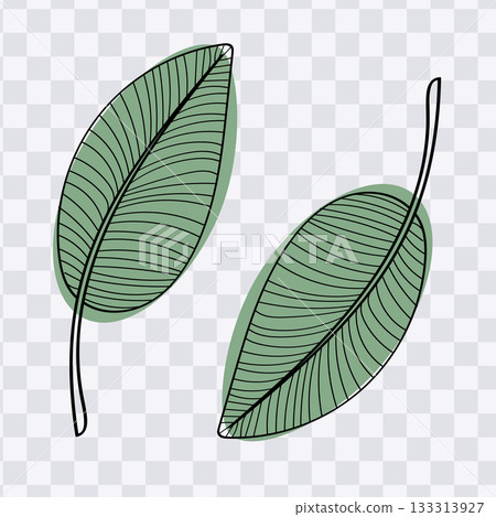 Green palm leaf illustration with detailed veins illustration Green palm leaf illustration with detailed veins illustration 133313927