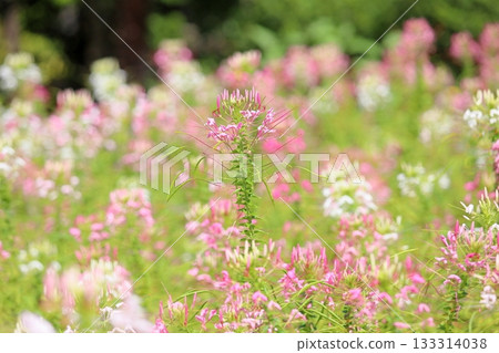 清爽的醉蝶花 133314038