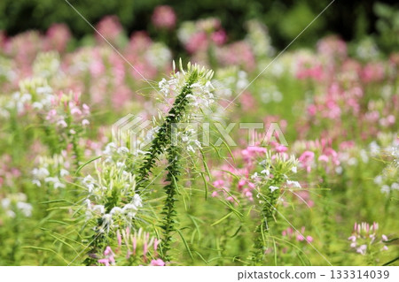 清爽的醉蝶花 133314039