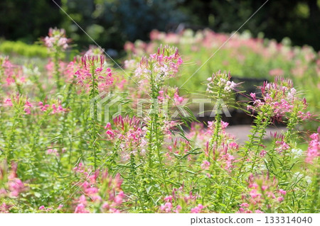 清爽的醉蝶花 清爽的醉蝶花 133314040