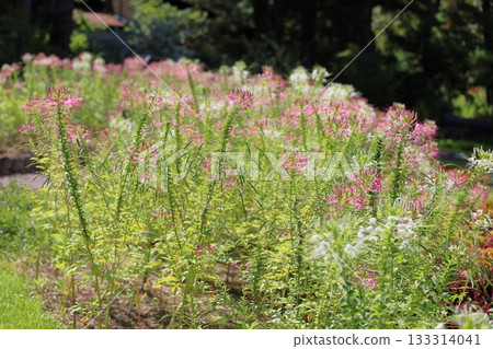 清爽的醉蝶花 133314041